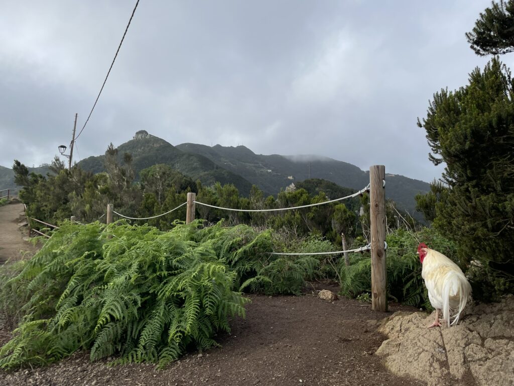 north-tenerife