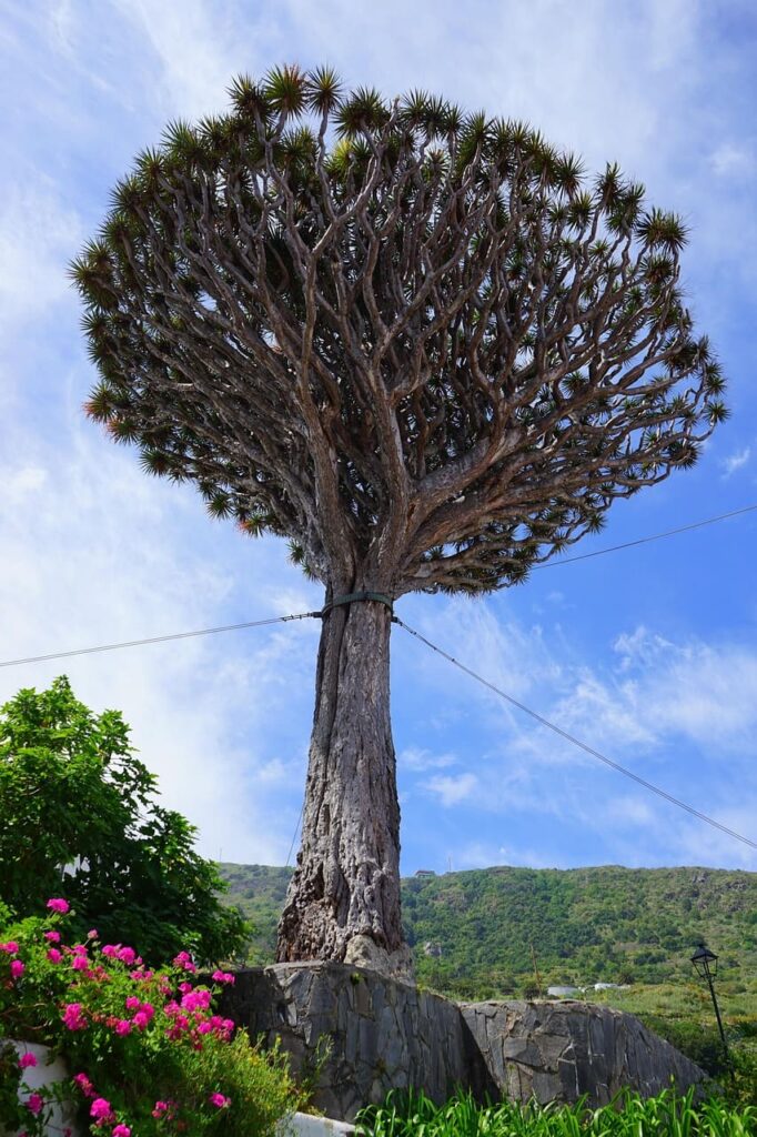 icod-de-los-vinos-dragon-tree