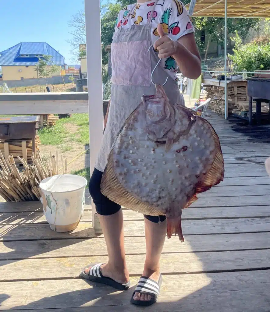 Turbot fish near Razelm lake