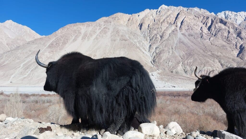Confluence of Nubra and Shyok
Sumoor Sand Dunes
Leh Ladakh motorcycle trip
Himalaya adventure
Leh Ladakh road trip
Leh to Nubra Valley (incl. "distance" once)
Leh Ladakh solo bike trip
Best places to go in Asia
Khardung La Pass
Thiksey Monastery
Leh Ladakh solo bike trip
