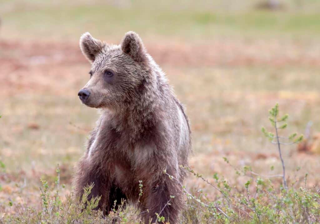 Best things to Do in Transylvania: The Complete 2026 Guide 8 Bear watching in Romania