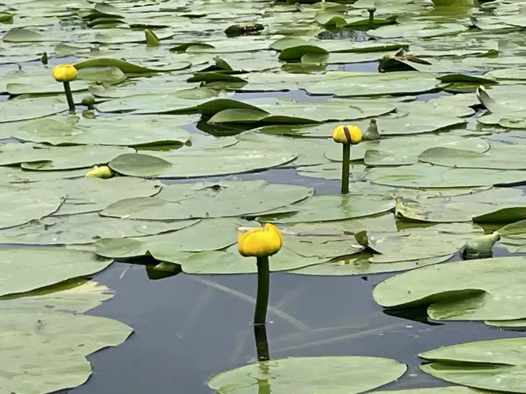 Lotus flowers in the Danube Delta, Romania