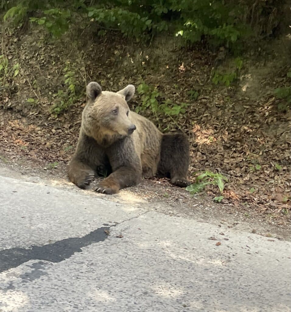Best Places to Visit in Romania: The Complete Travel Guide 2026 2 Brown bear on the side of the road in the Carpathian Mountains, Romania