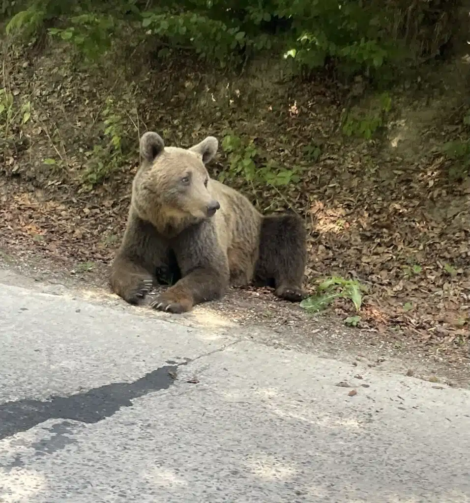 Best Places to Visit in Romania: Top Things to Do & See (2026) 2 Brown bear on the side of the road in the Carpathian Mountains, Romania