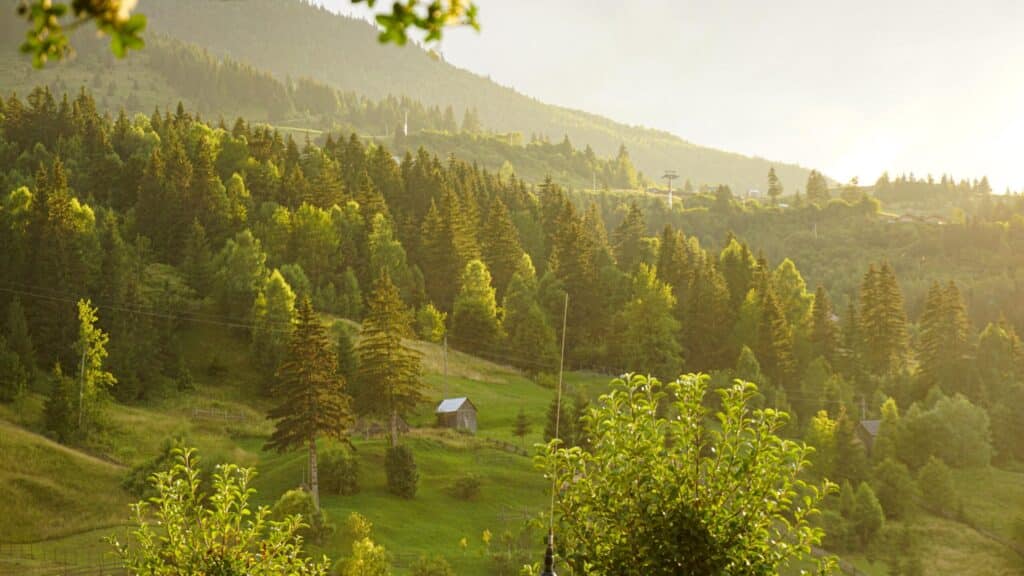 Maramures Romania: The Hidden Northern Loop to Bucovina (2026) 4 forests in maramures romania