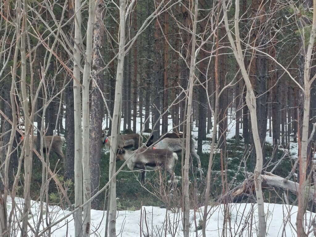 reindeer, best things to do in sweden
